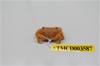 藏品(粗糙酋婦蟹)的圖片